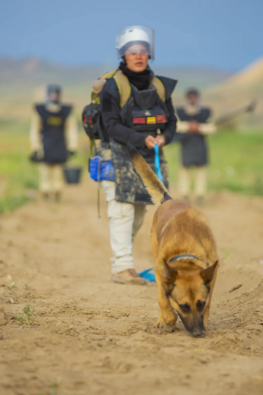 Mine Detection Dog Malinois mine detection dog with handler sniffing for landmines